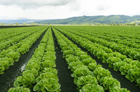 レタス　収穫前
